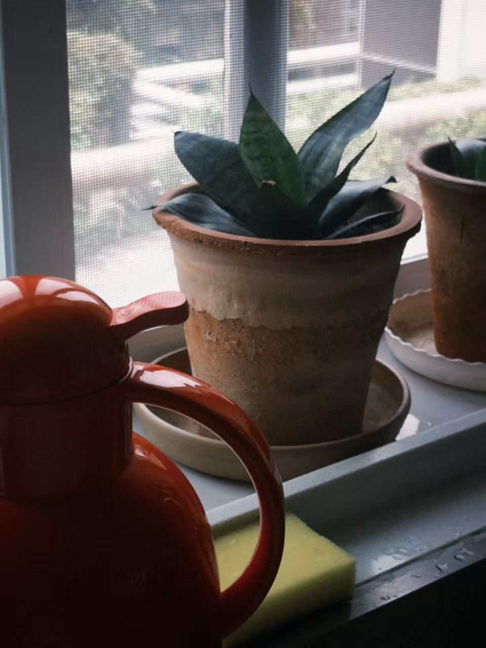 窗台上的两盆植物