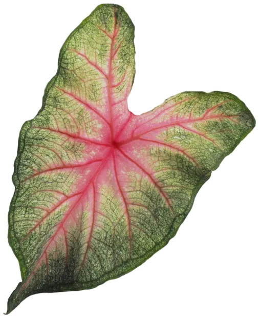 粉脉彩叶芋