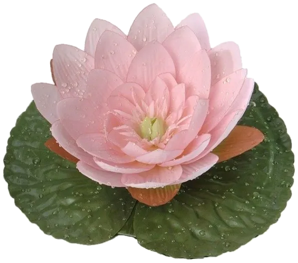 粉色睡莲